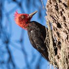 Magellanspecht Männchen (Campephilus magellanicus), in Chillán, Chile