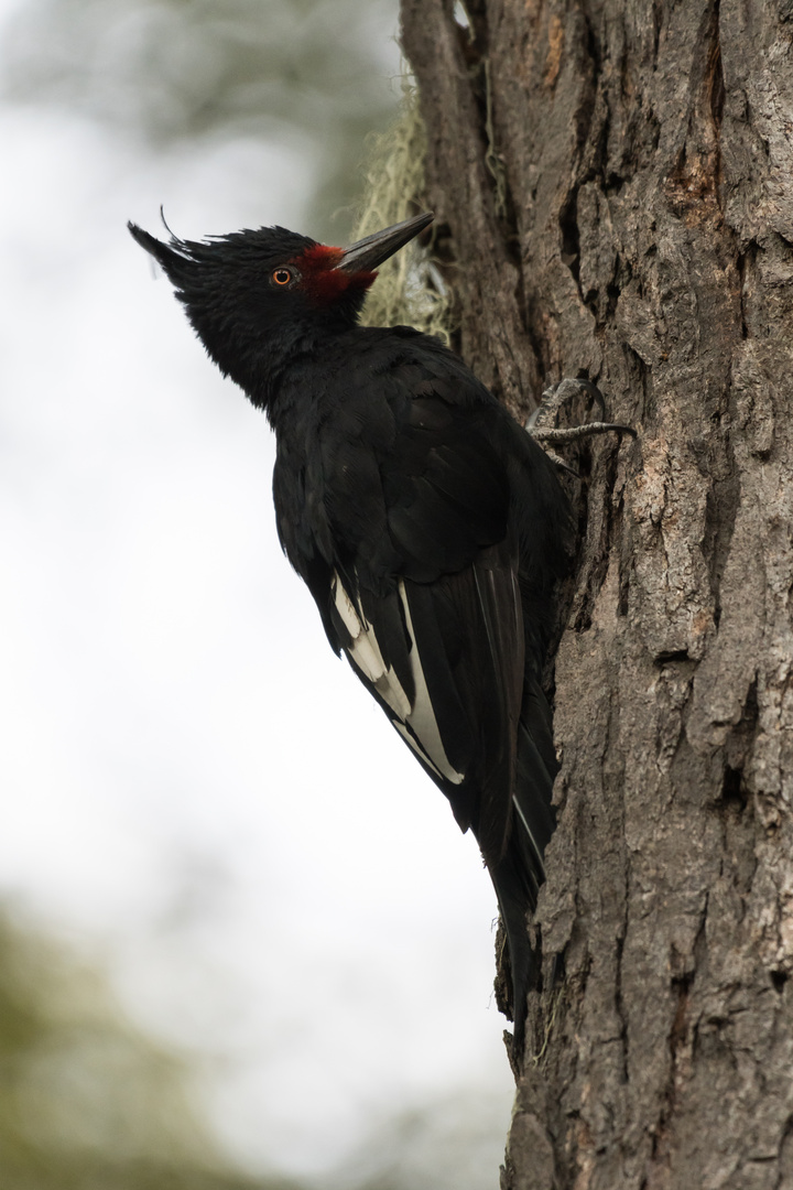 Magellanspecht Weibchen (Campephilus magellanicus), in Chillán, Chile