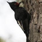 Magellanspecht Weibchen (Campephilus magellanicus), in Chillán, Chile