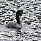 Magellantaucher - Great Grebe - (Podiceps major)