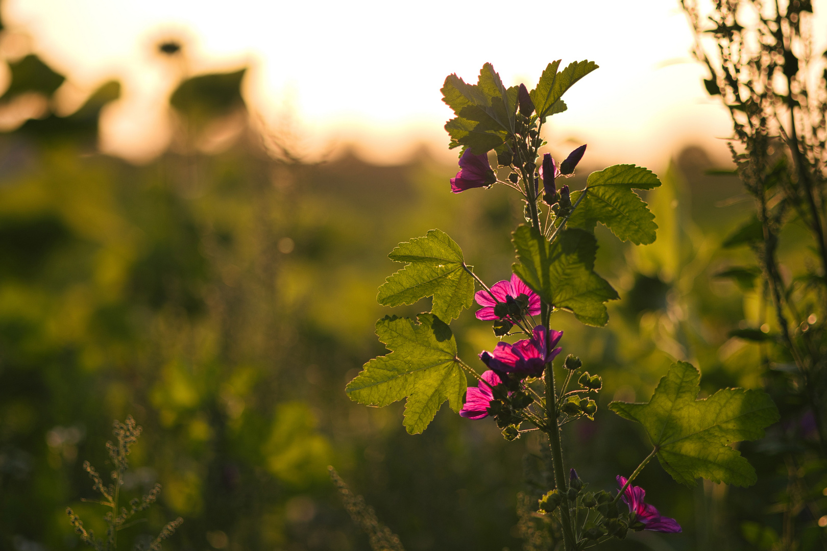 Magenta Blossom