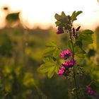 Magenta Blossom