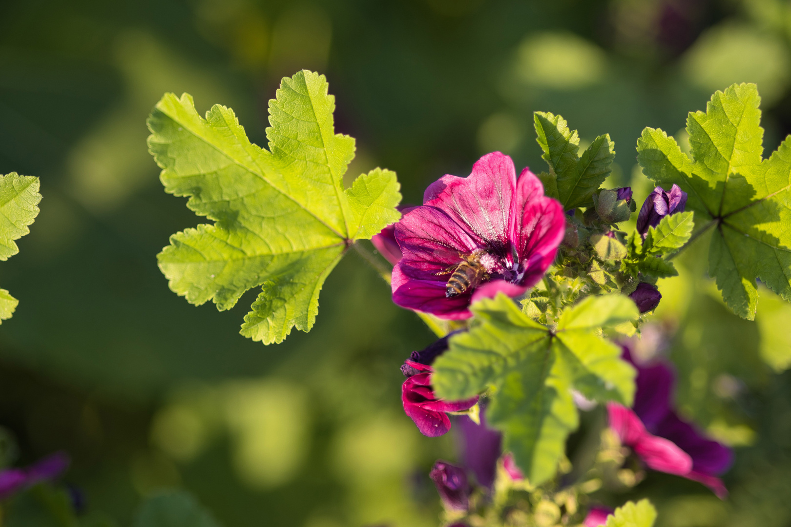 Magenta Blossom