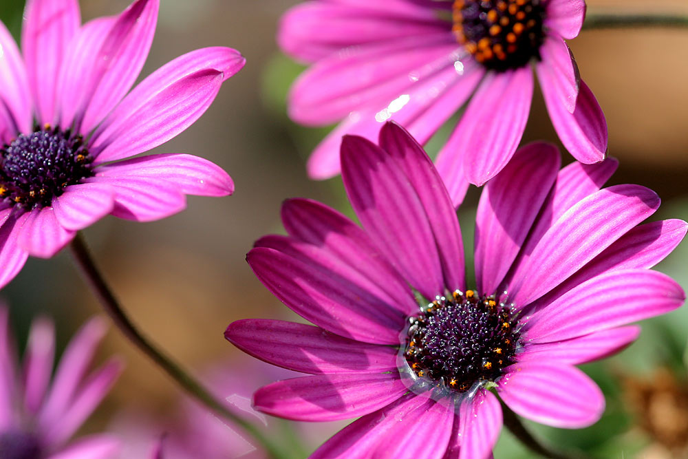 magenta flowers