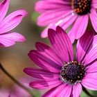 magenta flowers