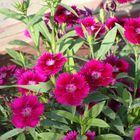 Magenta flowers in my father's garden