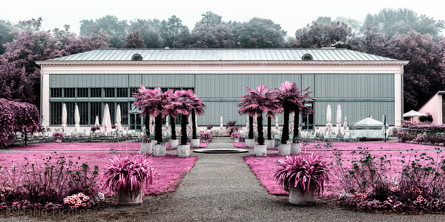 Magenta garden