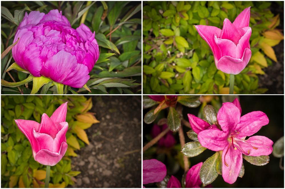 Magenta im Garten