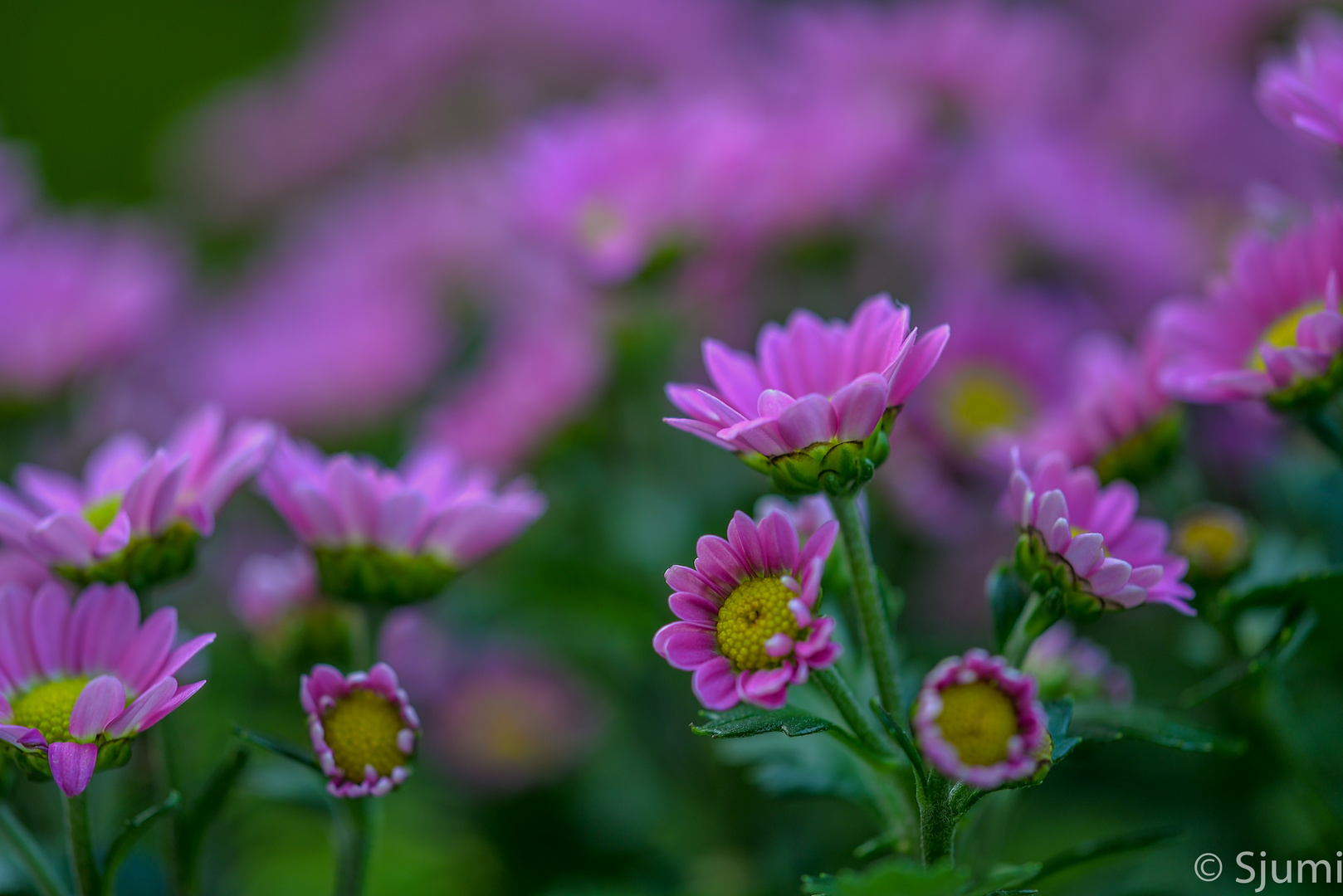 Magenta light magic