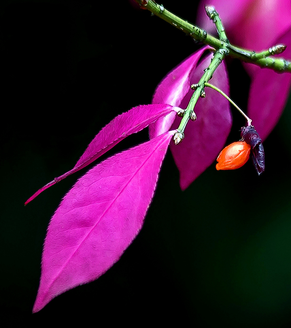 Magenta -Orange.....