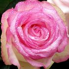 magenta Rose mit Tropfen