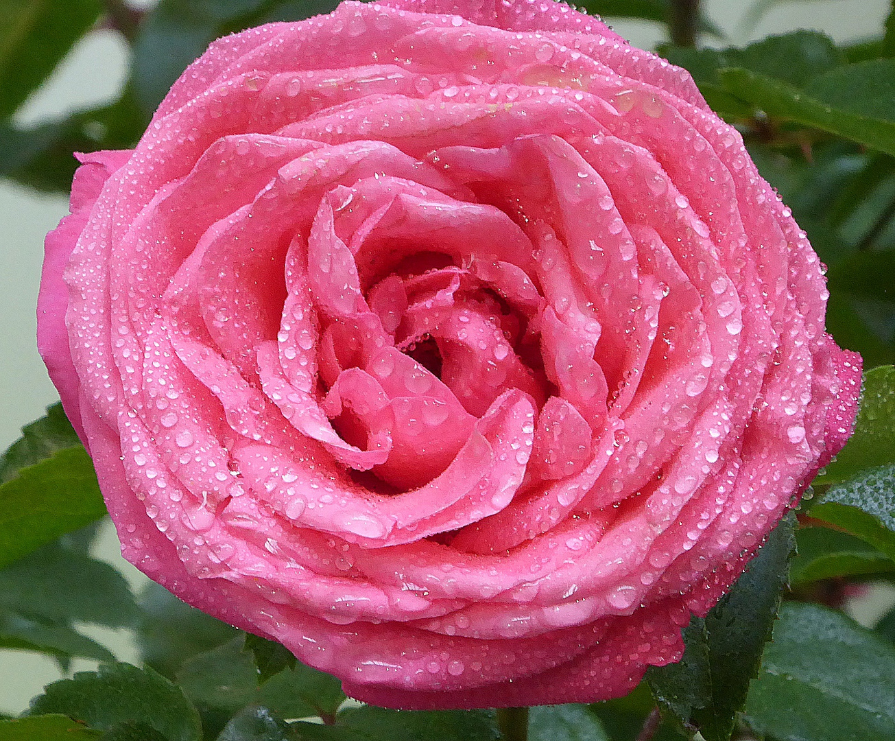 magenta Rosenblüte mit Tropfen