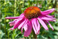 magenta Sonnenhut