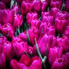 Magenta Tulpen