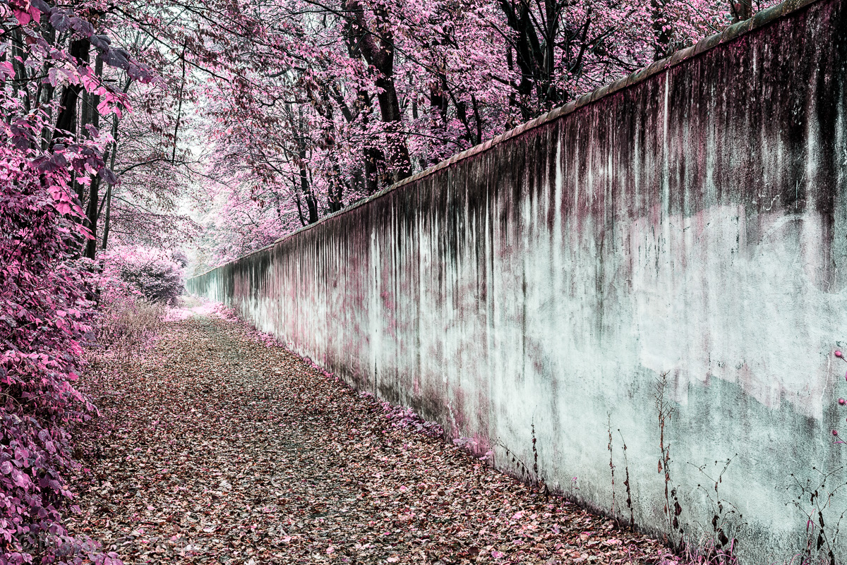 Magenta wall