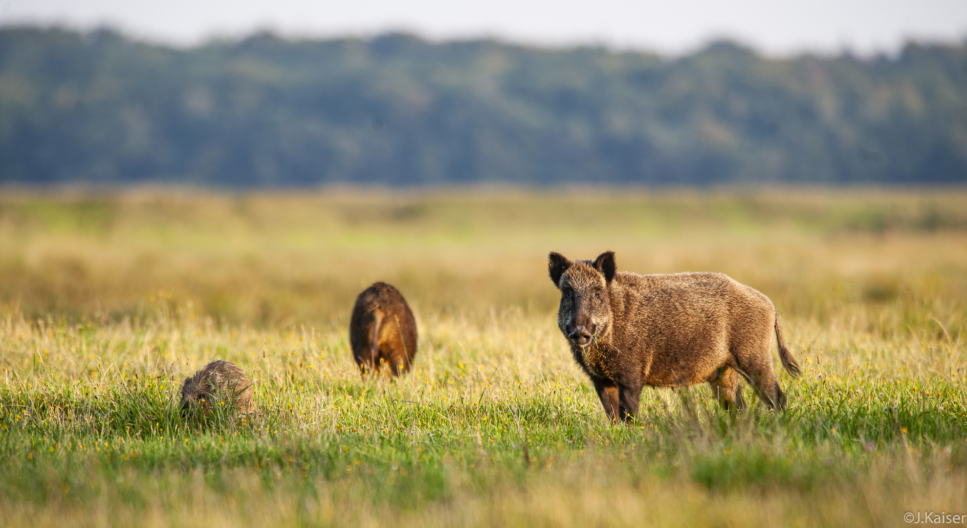 Magere Wildschweine