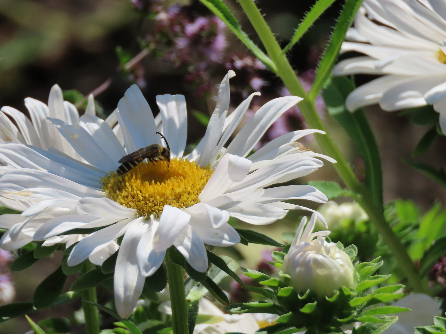 Magerite aus dem Schrebergarten - Thementag