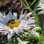 Magerite aus dem Schrebergarten - Thementag