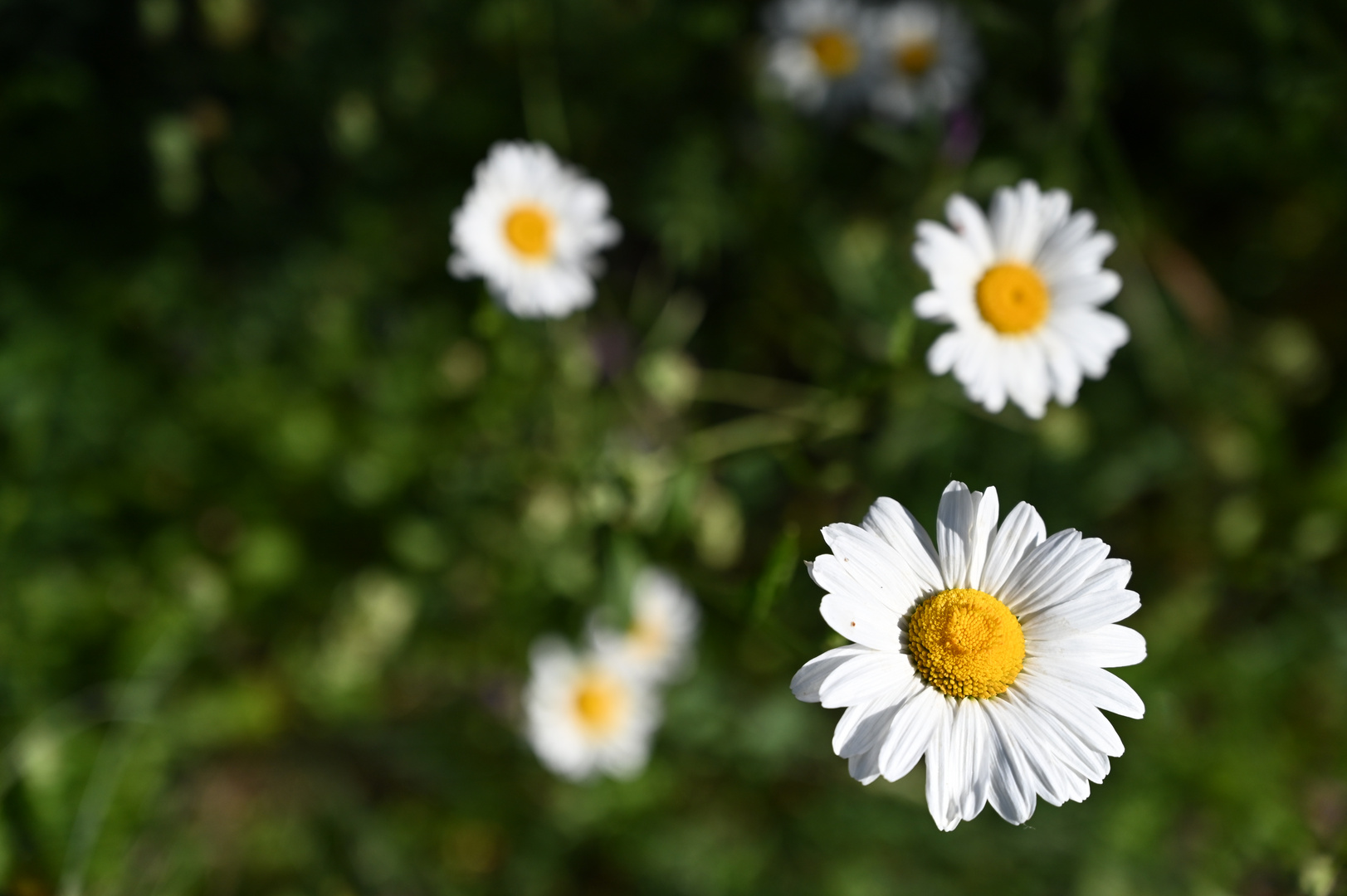 Mageriten Blüte