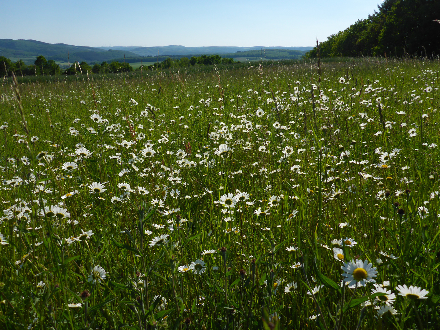 Mageritenwiese mit Blick auf die Saarberge