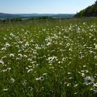 Mageritenwiese mit Blick auf die Saarberge