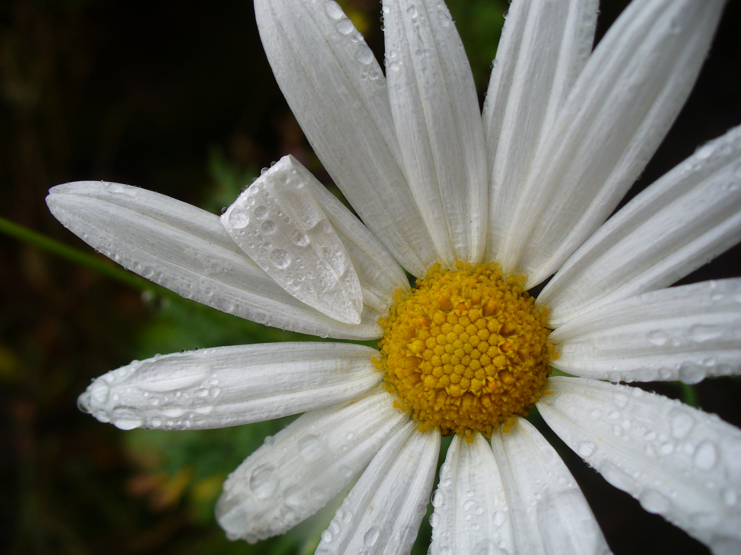 Magerithe nach dem Regen