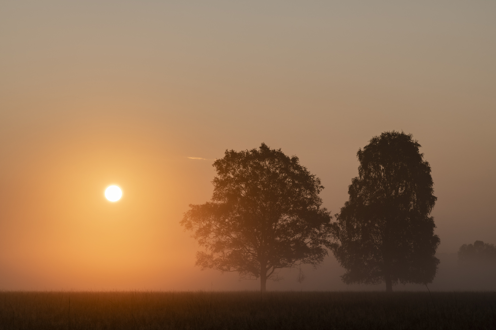 Magerrasen am Morgen