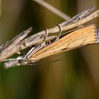 Magerrasen Graszünsler (Agriphila inquinatella) 1 I