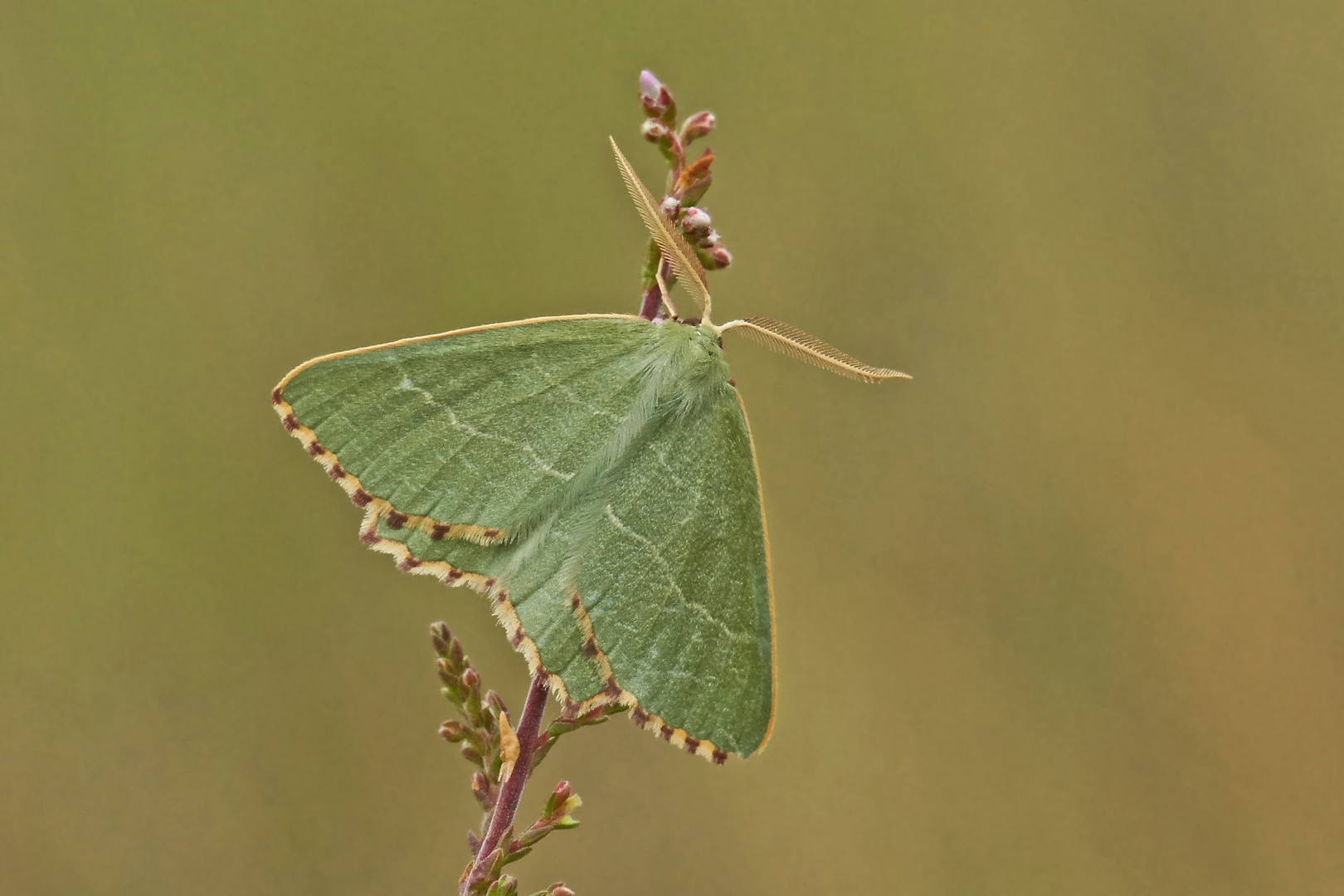 Magerrasen-Grünspanner (Thalera fimbrialis)