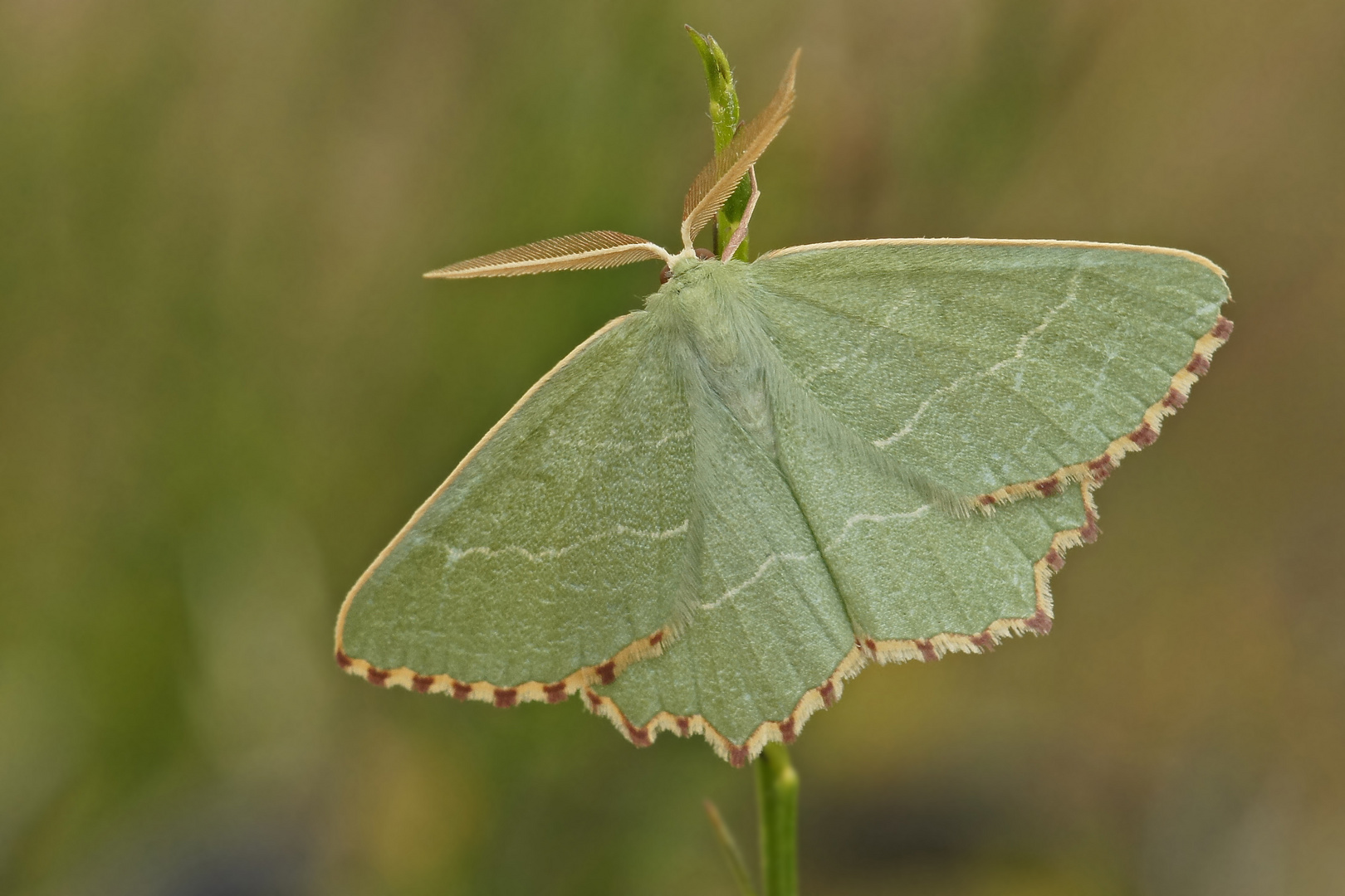 Magerrasen-Grünspanner (Thalera fimbrialis), Männchen