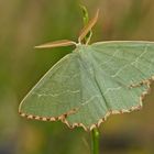 Magerrasen-Grünspanner (Thalera fimbrialis), Männchen