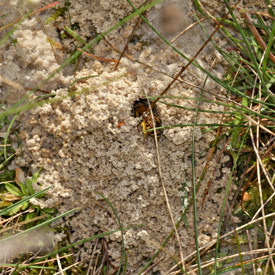 Magerrasen im Botanischen Garten in Gießen - Solitärbienen(nester) (2 von 3)