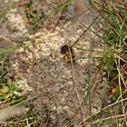 Magerrasen im Botanischen Garten in Gießen - Solitärbienen(nester) (2 von 3)