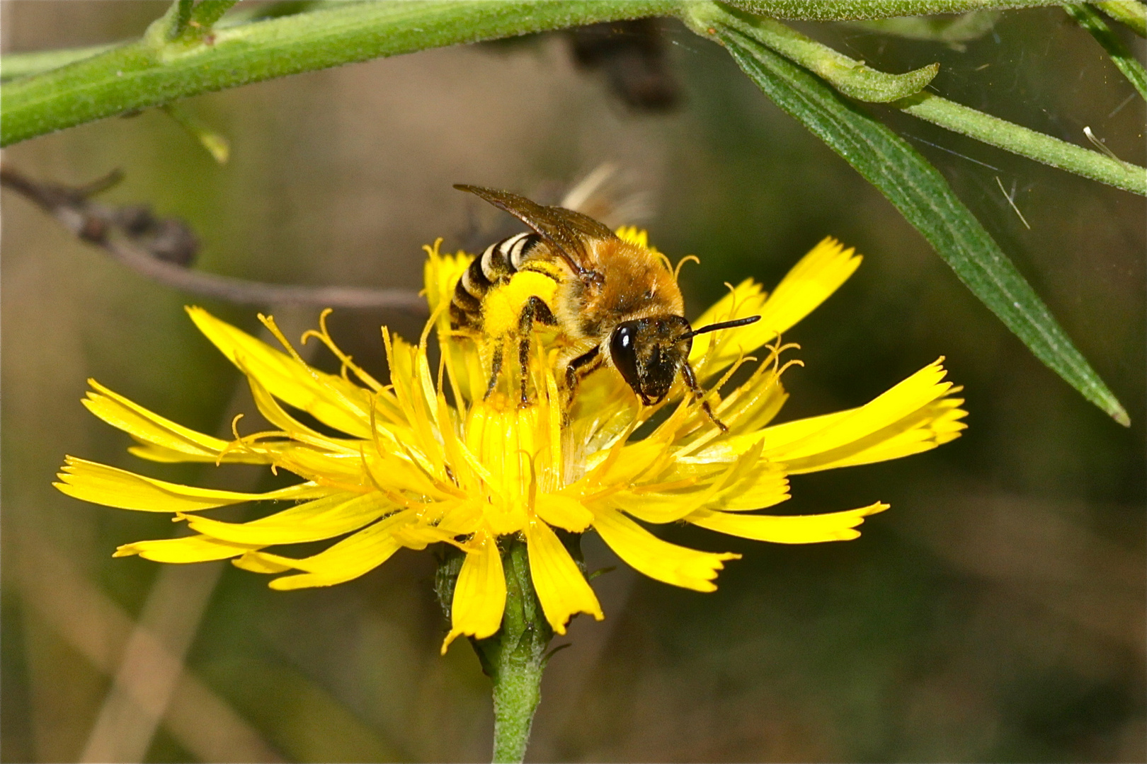 Magerrasen im Botanischen Garten in Gießen - Solitärbienen(nester) (3 von 3)