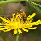 Magerrasen im Botanischen Garten in Gießen - Solitärbienen(nester) (3 von 3)