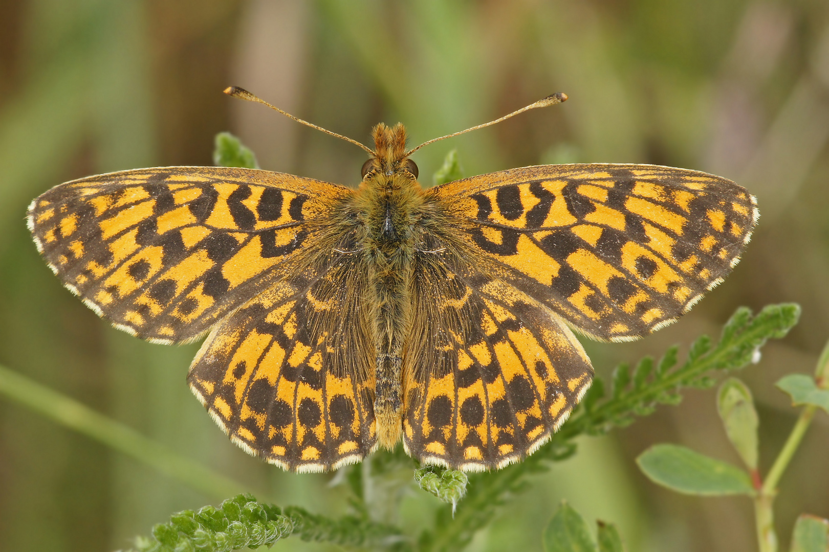 Magerrasen- oder auch Hainveilchen-Perlmuttfalter (Boloria dia)