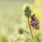 Magerrasen-Perli im morgendlichen Gegenlicht