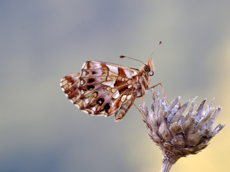 Magerrasen-Perlmutfalter - Boloria dia