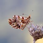 Magerrasen-Perlmutfalter - Boloria dia