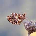 Magerrasen-Perlmutfalter - Boloria dia