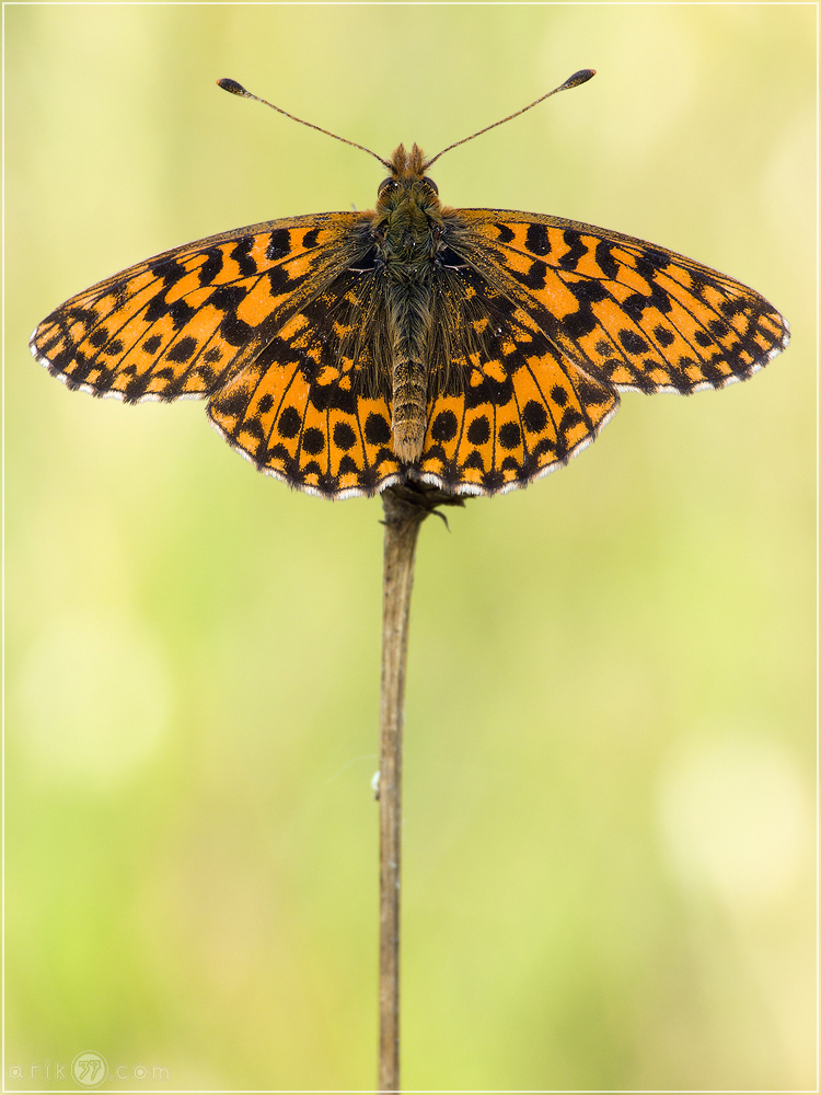 Magerrasen-Perlmutfalter - Boloria dia