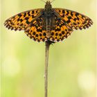 Magerrasen-Perlmutfalter - Boloria dia