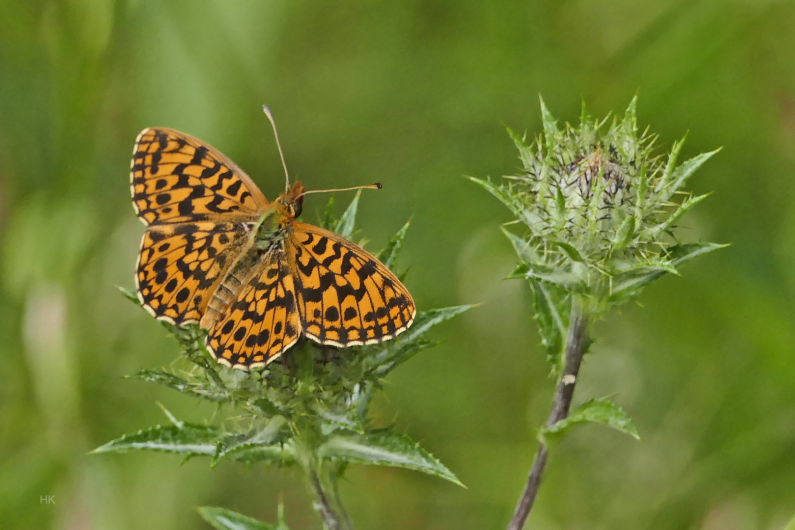 Magerrasen Perlmutfalter (Boloria dia)