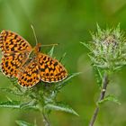 Magerrasen Perlmutfalter (Boloria dia)