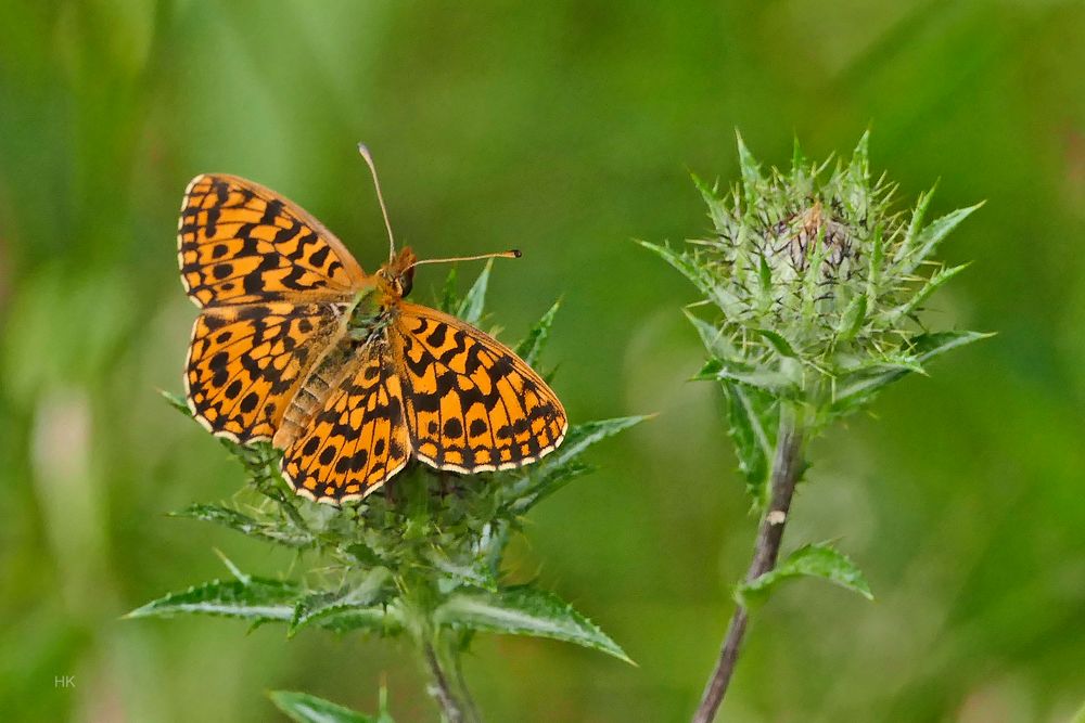 Magerrasen Perlmutfalter (Boloria dia)