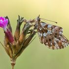 Magerrasen-Perlmutterfalter