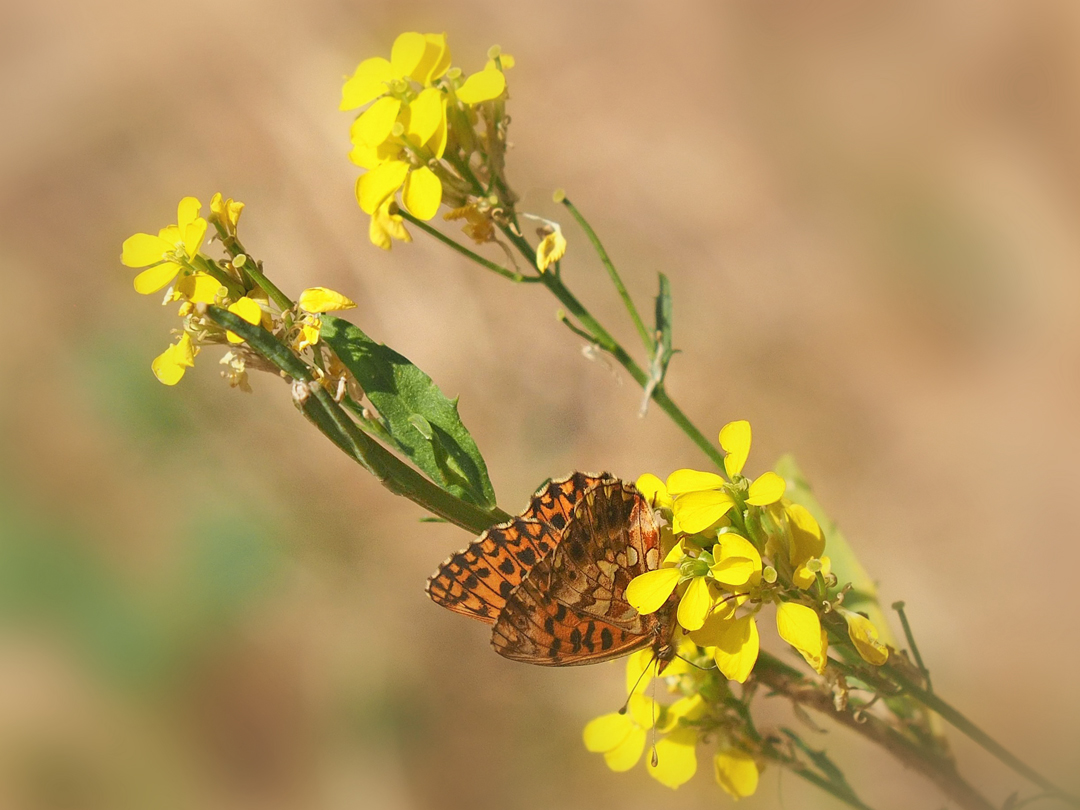 Magerrasen-Perlmutterfalter (Boloria dia)