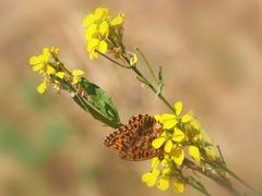 Magerrasen-Perlmutterfalter (Boloria dia)