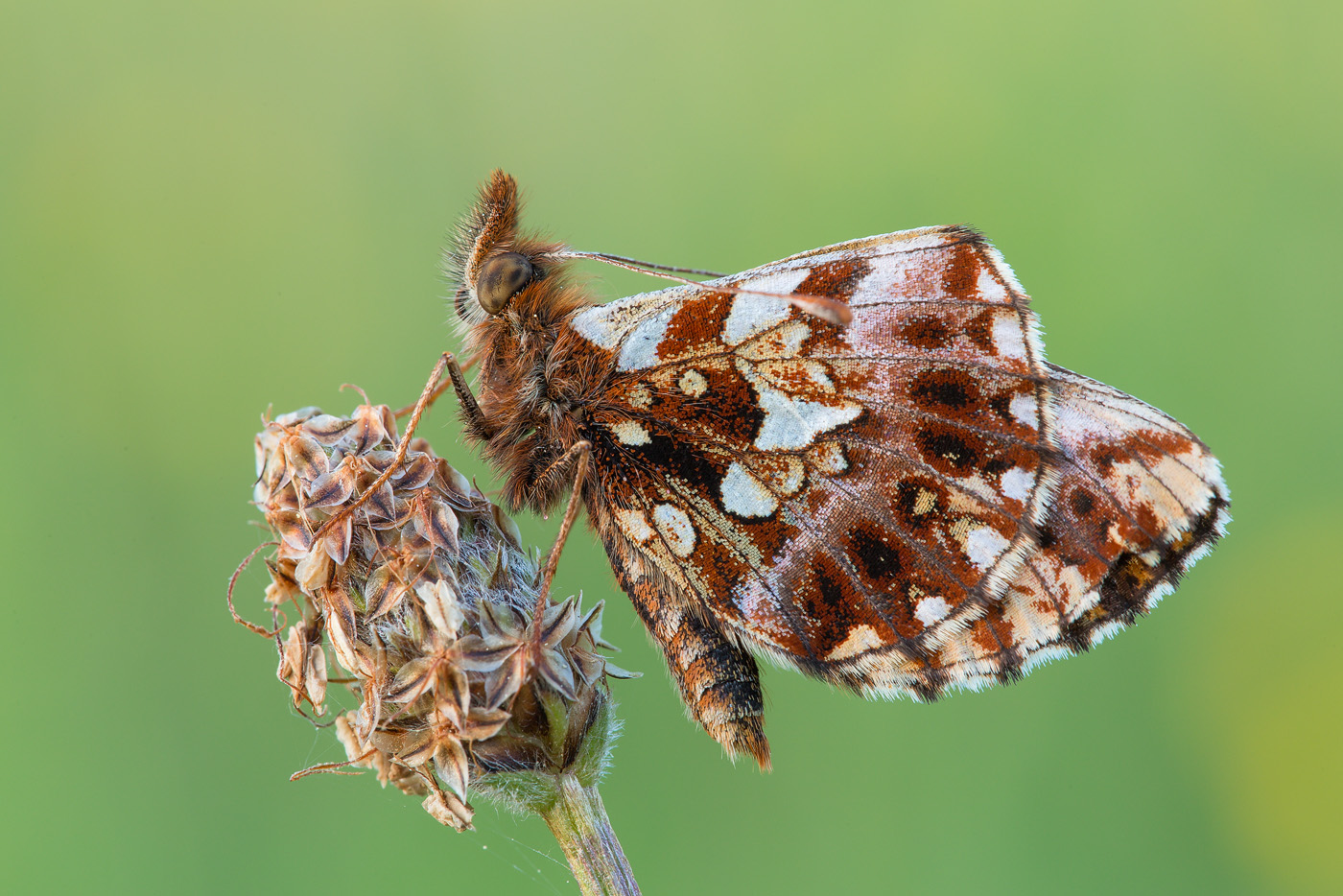 Magerrasen-Perlmutterfalter (Boloria dia)