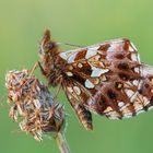 Magerrasen-Perlmutterfalter (Boloria dia)